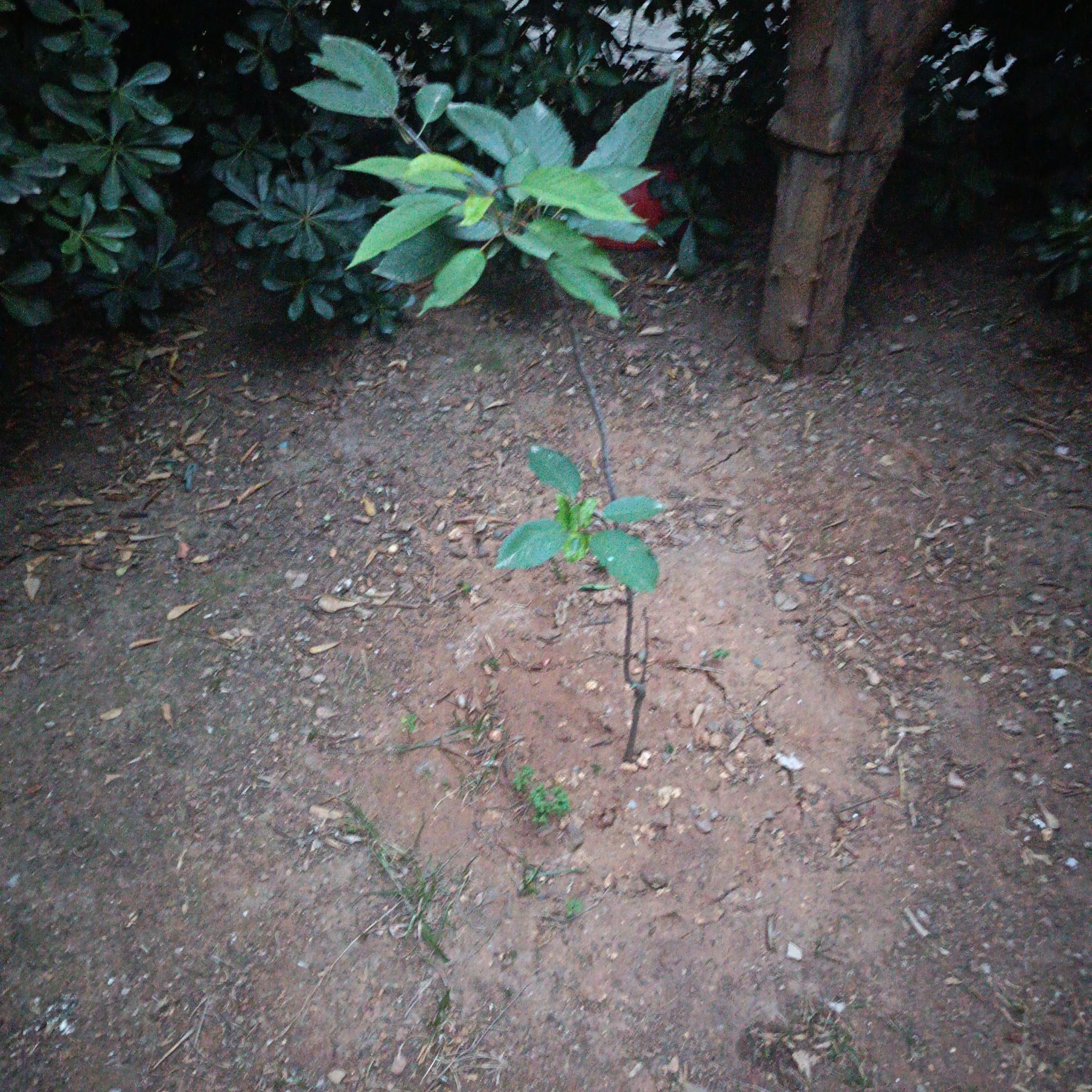Photo of the plant species Sweet Cherry by @WarmLemon7 named waktah on Greg, the plant care app