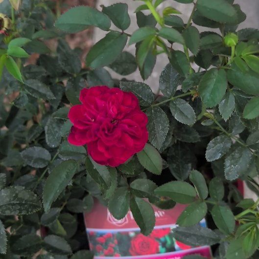 Photo of the plant species True Love Rose by @KnightMizuna2 named Bruce Lee on Greg, the plant care app