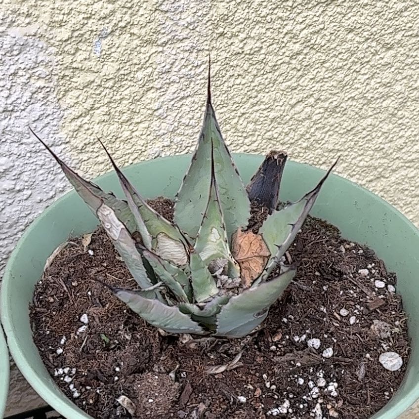 Photo of the plant species Parry's Agave by @CoolCodiaeum29 named ChloroPhil on Greg, the plant care app