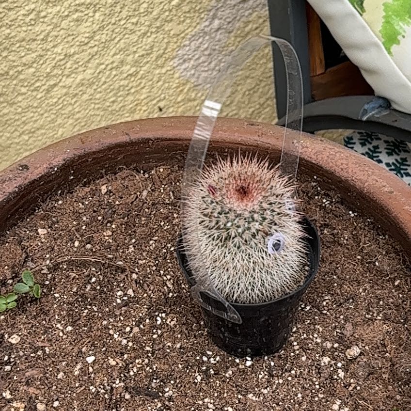 Photo of the plant species Texas Rainbow Cactus by @CoolCodiaeum29 named Walt on Greg, the plant care app