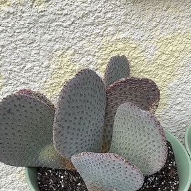 Photo of the plant species Opuntia Basilaris by @CoolCodiaeum29 named Gates on Greg, the plant care app