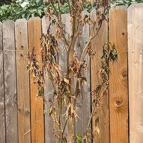 Photo of the plant species Varnish Tree by @CoolCodiaeum29 named Leaf Erickson on Greg, the plant care app
