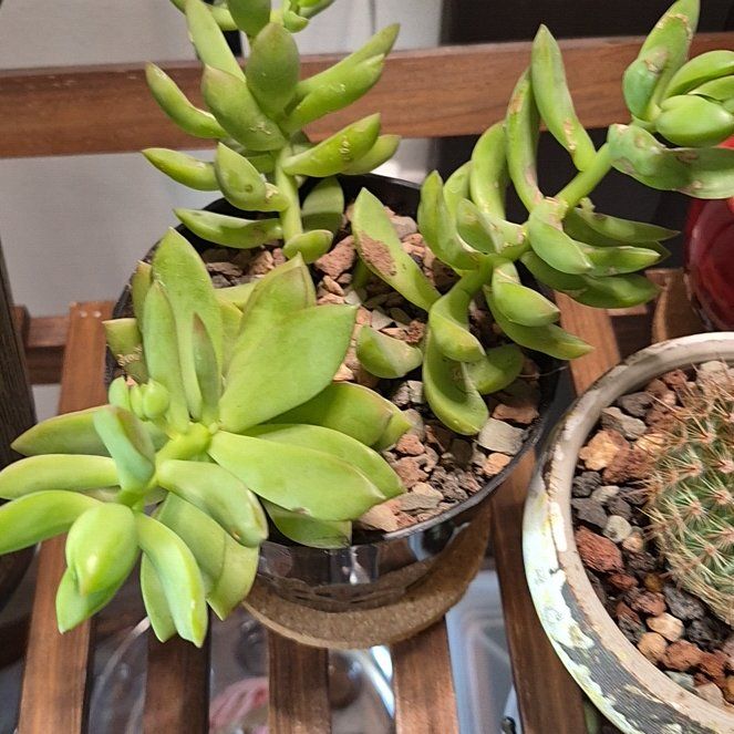 Photo of the plant species Coppertone Variegated Sedum by @cactuscraig named Sedum Coppertone on Greg, the plant care app