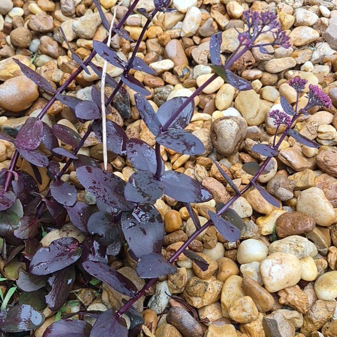 Photo of the plant species Purple Stonecrop by @cactuscraig named Stonecrop on Greg, the plant care app