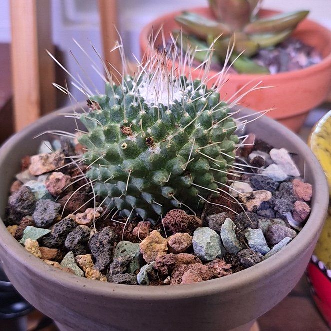 Photo of the plant species Mammillaria spinosissima 'Un Pico' by @buckaroo named Un Pico Cactus on Greg, the plant care app