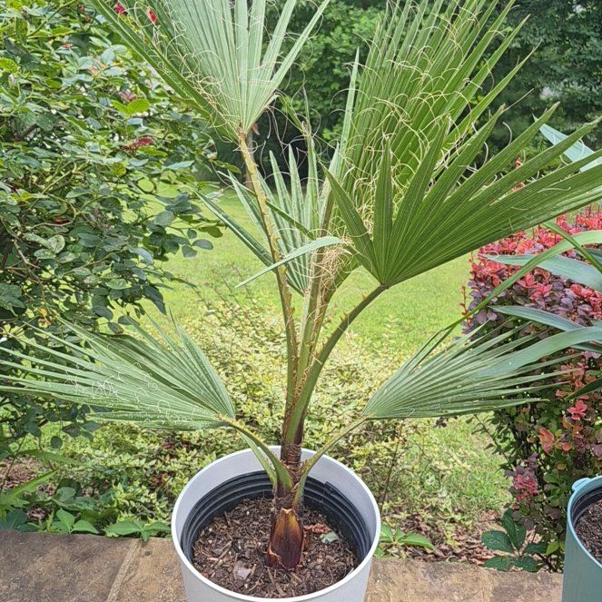 Photo of the plant species Mexican Fan Palm by @buckaroo named Fan Palm on Greg, the plant care app