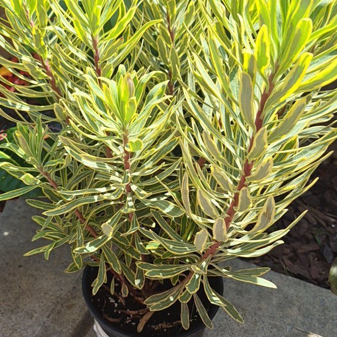 Photo of the plant species Euphorbia 'Ascot Rainbow' by @buckaroo named Euphorbia Ascot on Greg, the plant care app