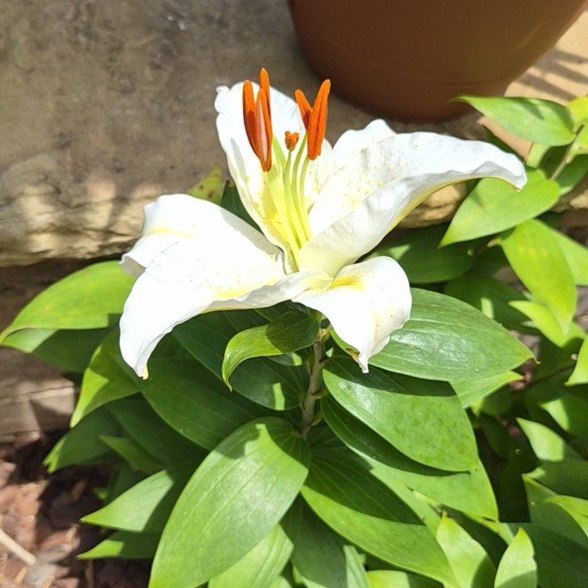 Photo of the plant species Lily 'Sunny Azores' by @buckaroo named Sunny Azores Lily on Greg, the plant care app