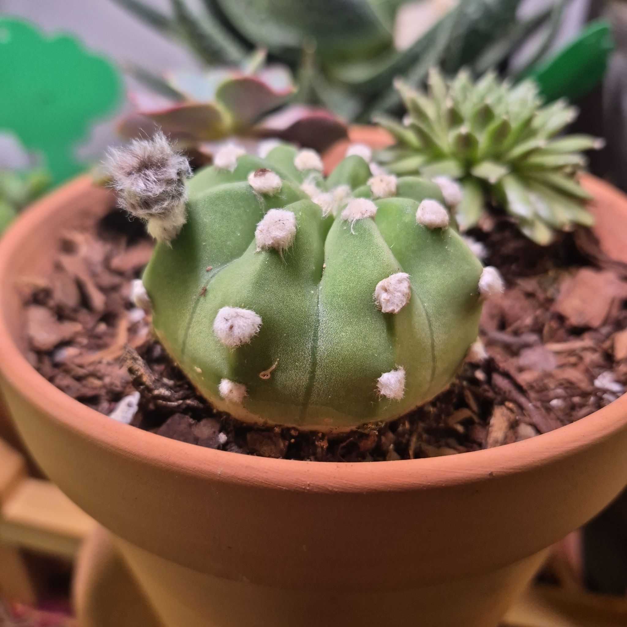 Photo of the plant species Dominos Easter Lily by @buckaroo named Easter Lily Cactus Ancistrophora on Greg, the plant care app
