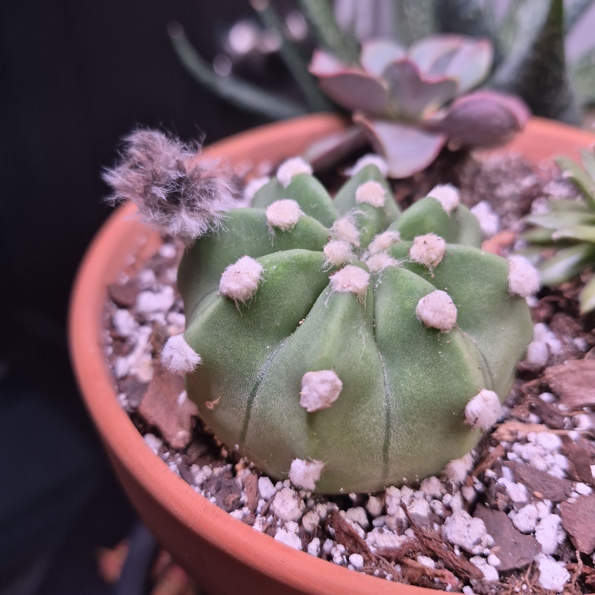 Photo of the plant species Dominos Easter Lily by @buckaroo named Easter Lily Cactus Ancistrophora on Greg, the plant care app