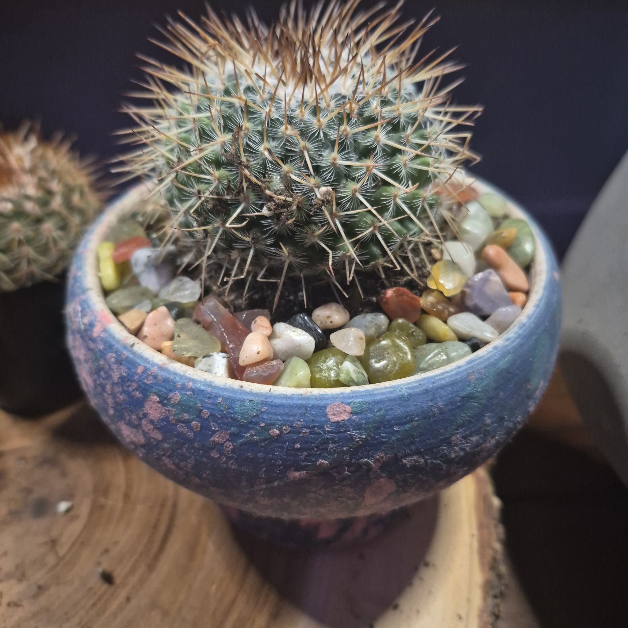 Photo of the plant species Mammillaria spinosissima f. rubrispina by @cactuscraig named Red head Irishman on Greg, the plant care app