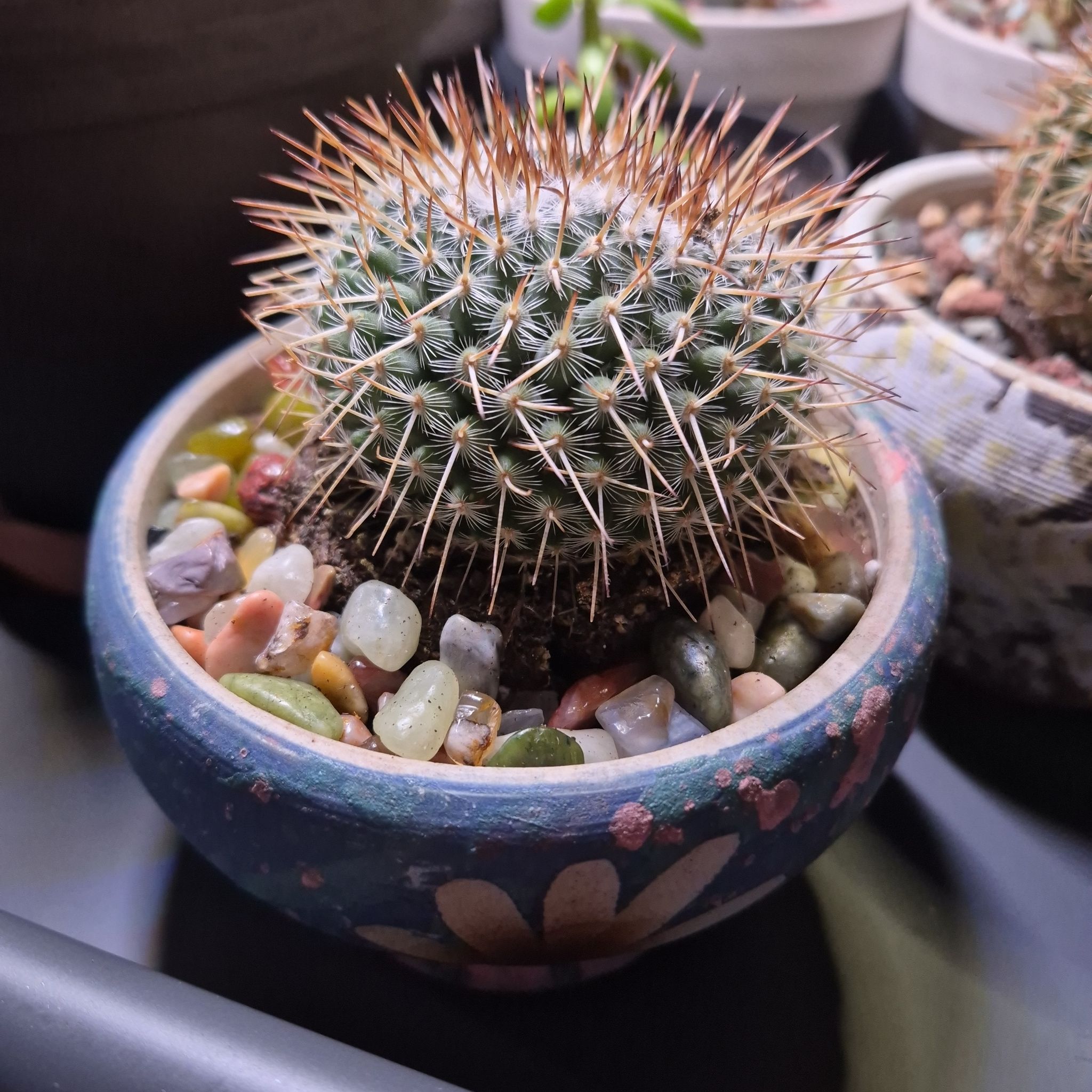 Photo of the plant species Mammillaria spinosissima f. rubrispina by @buckaroo named Red head Irishman on Greg, the plant care app