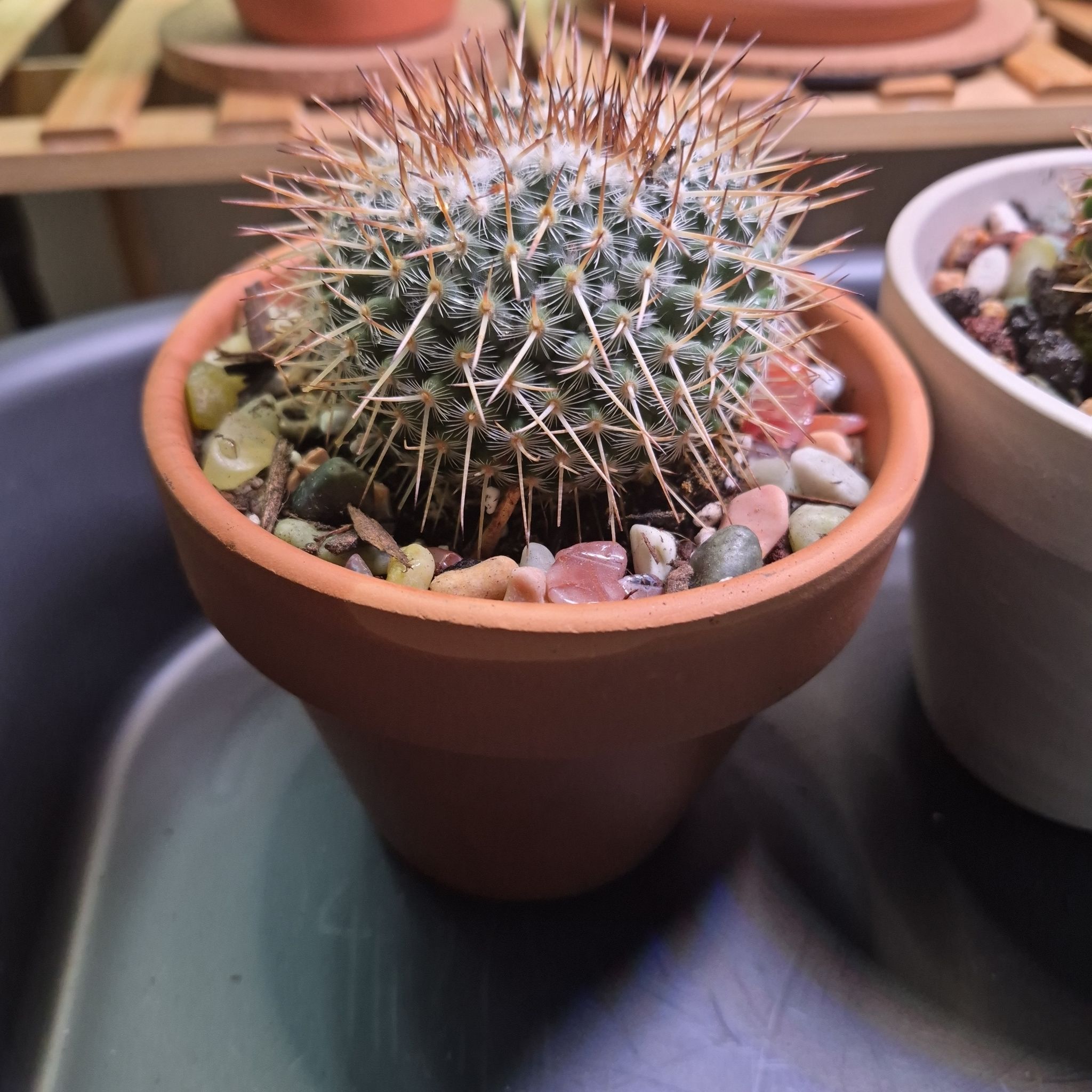 Photo of the plant species Mammillaria spinosissima f. rubrispina by @buckaroo named Red head Irishman on Greg, the plant care app