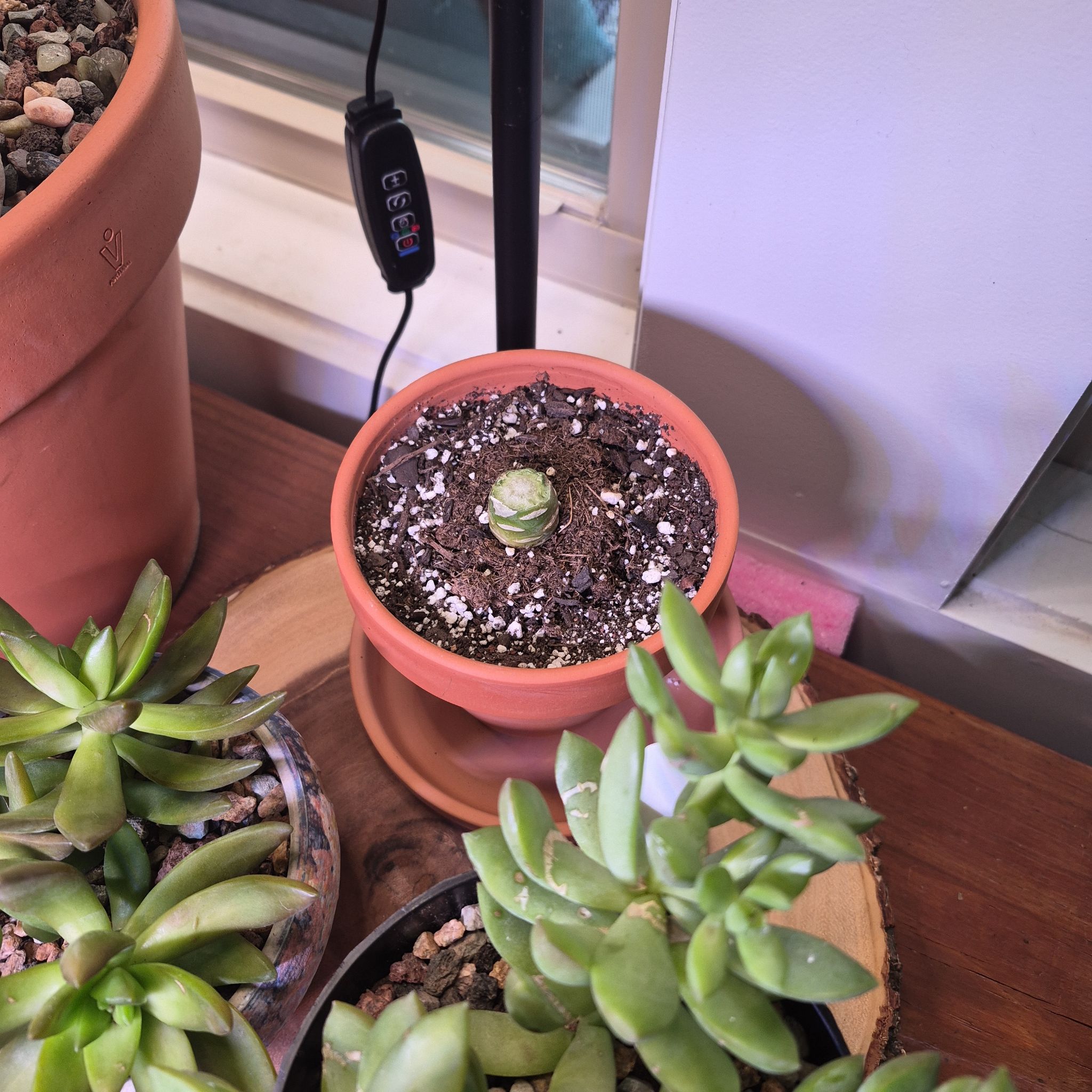 Photo of the plant species Aeonium arboreum 'Zwartkop' by @buckaroo named Echeveria green on Greg, the plant care app