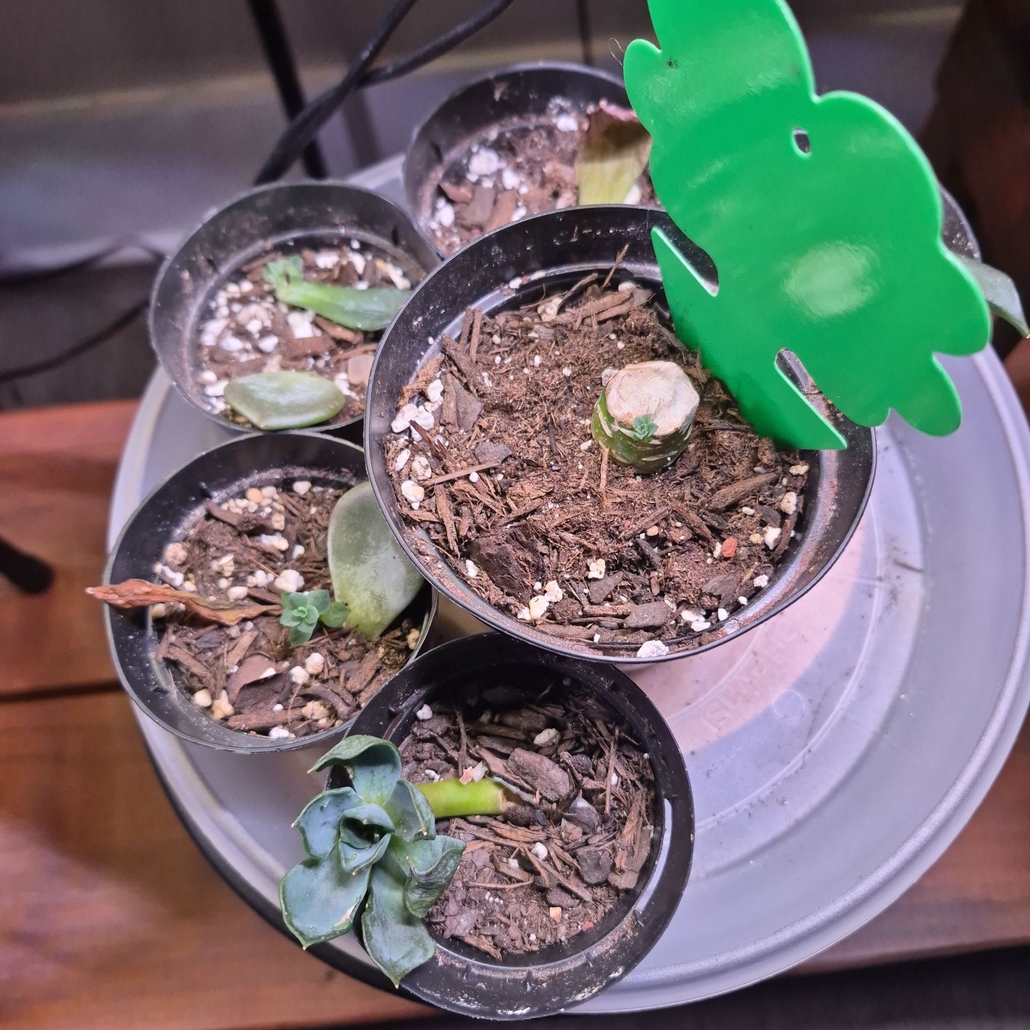 Photo of the plant species Aeonium arboreum 'Zwartkop' by @buckaroo named Echeveria green on Greg, the plant care app