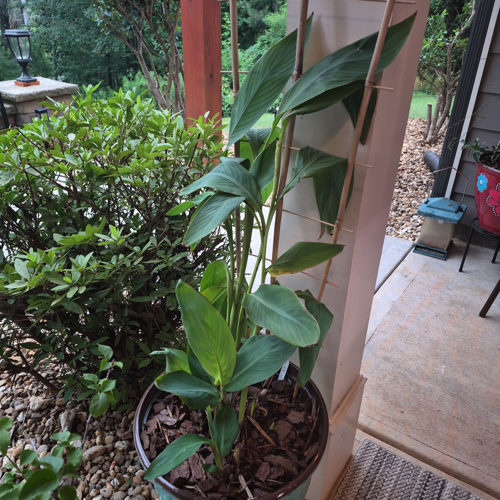 Photo of the plant species Tropicanna Canna Lily by @buckaroo named Canna Lily on Greg, the plant care app