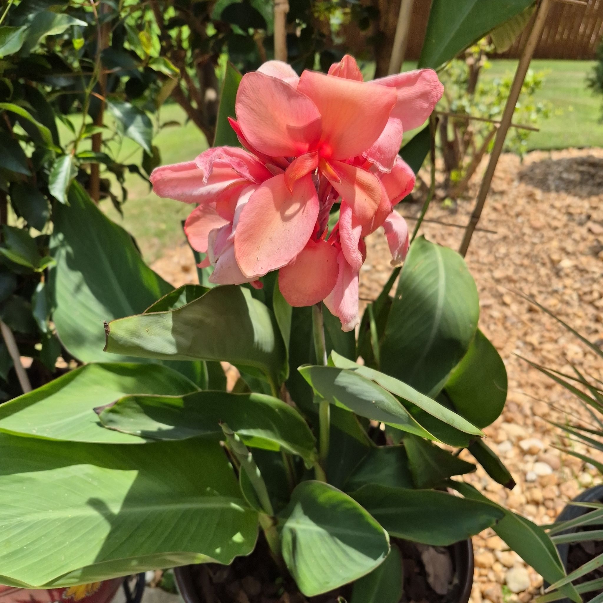 Photo of the plant species Tropicanna Canna Lily by @buckaroo named Canna Lily on Greg, the plant care app