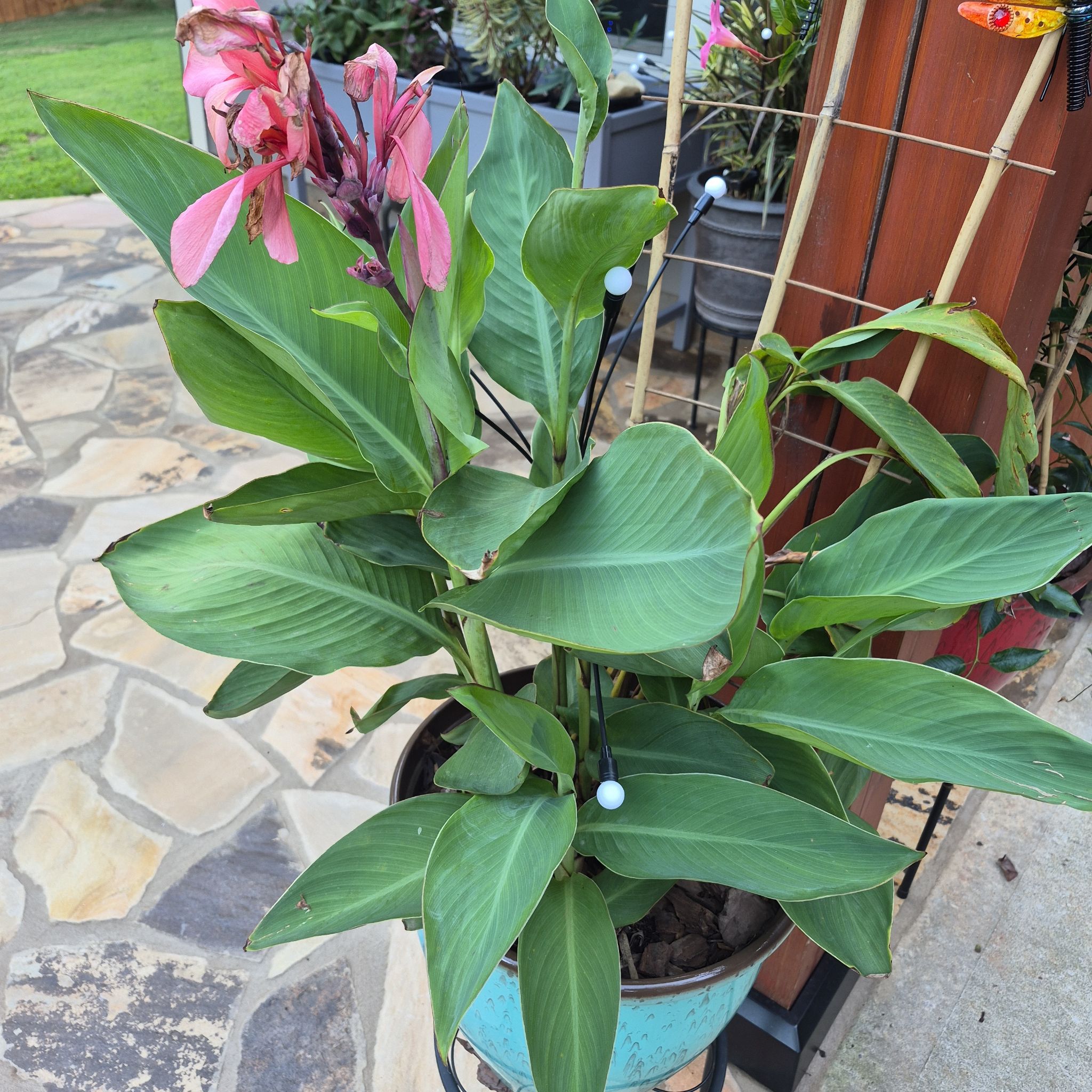 Photo of the plant species Tropicanna Canna Lily by @buckaroo named Canna Lily on Greg, the plant care app