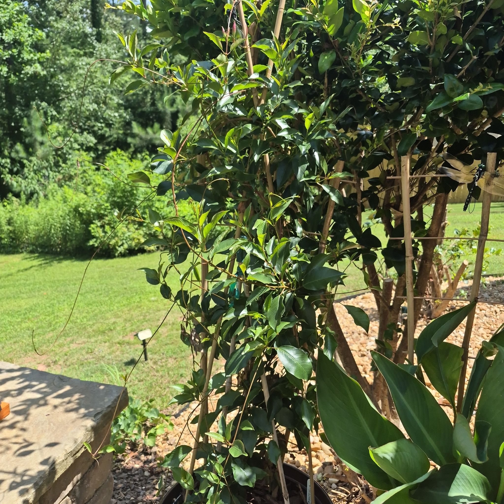 Photo of the plant species Red Mandevilla by @buckaroo named Mandevilla vine on Greg, the plant care app
