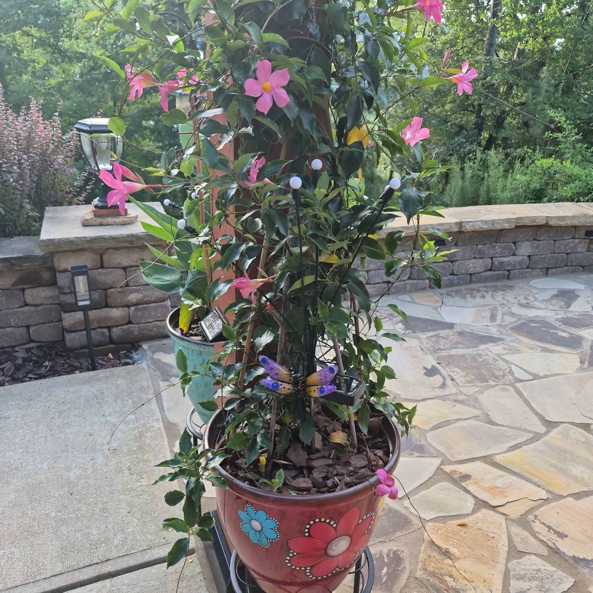 Photo of the plant species Red Mandevilla by @buckaroo named Mandevilla vine on Greg, the plant care app