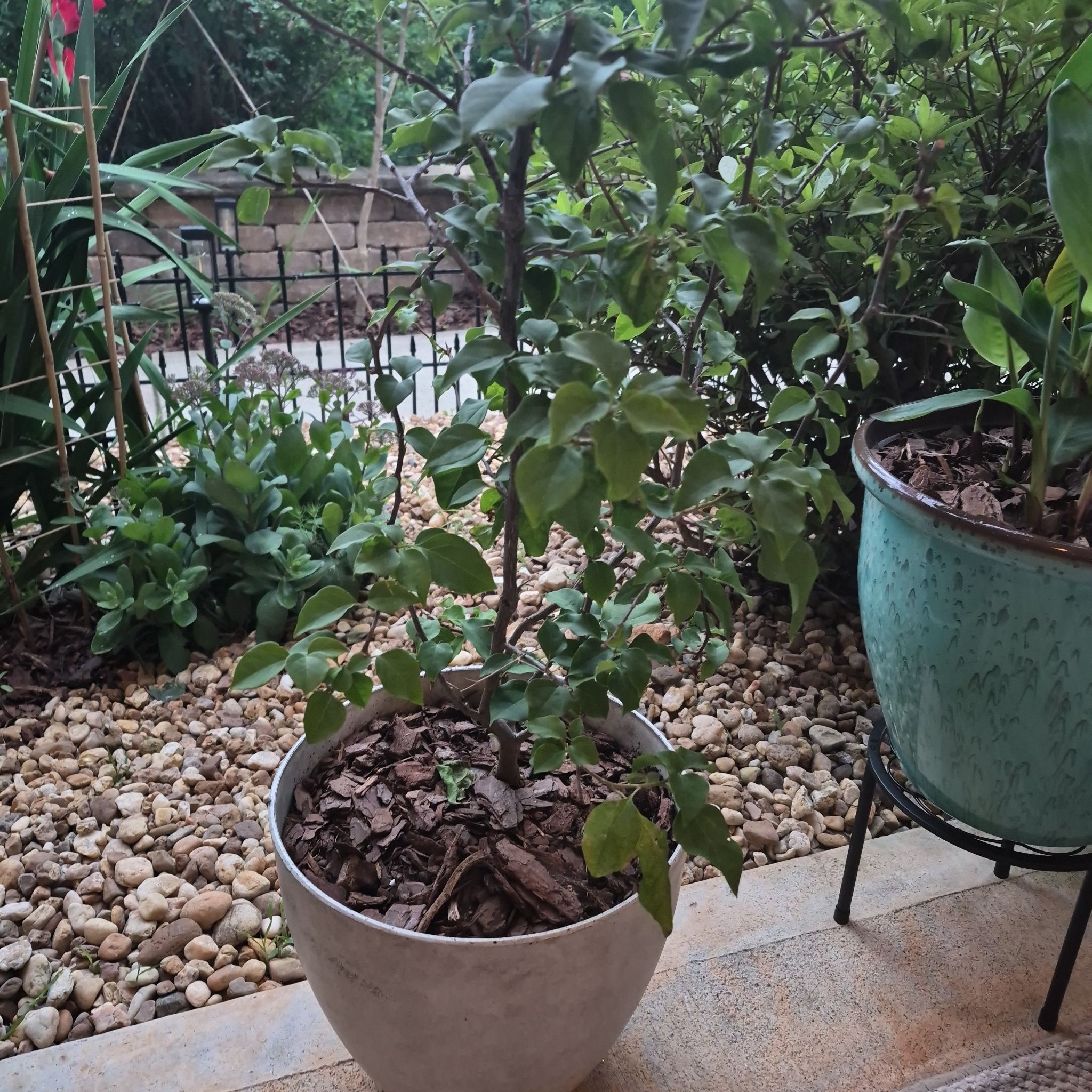 Photo of the plant species Barbara Karst Bougainvillea by @buckaroo named Bougainvillea on Greg, the plant care app
