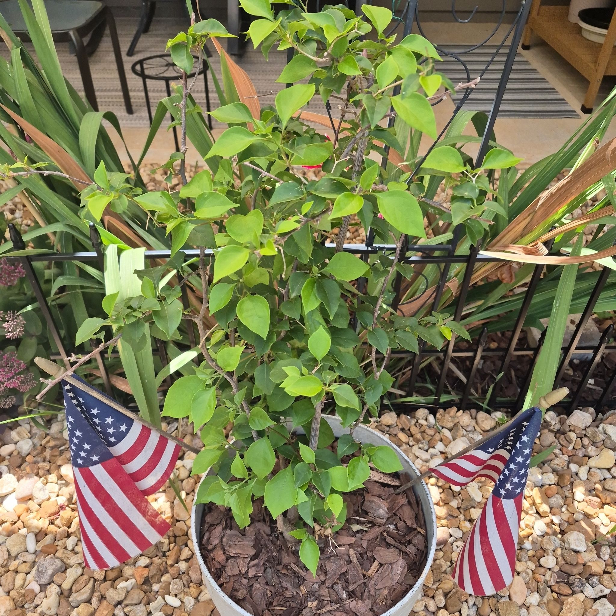 Photo of the plant species Barbara Karst Bougainvillea by @buckaroo named Bougainvillea on Greg, the plant care app