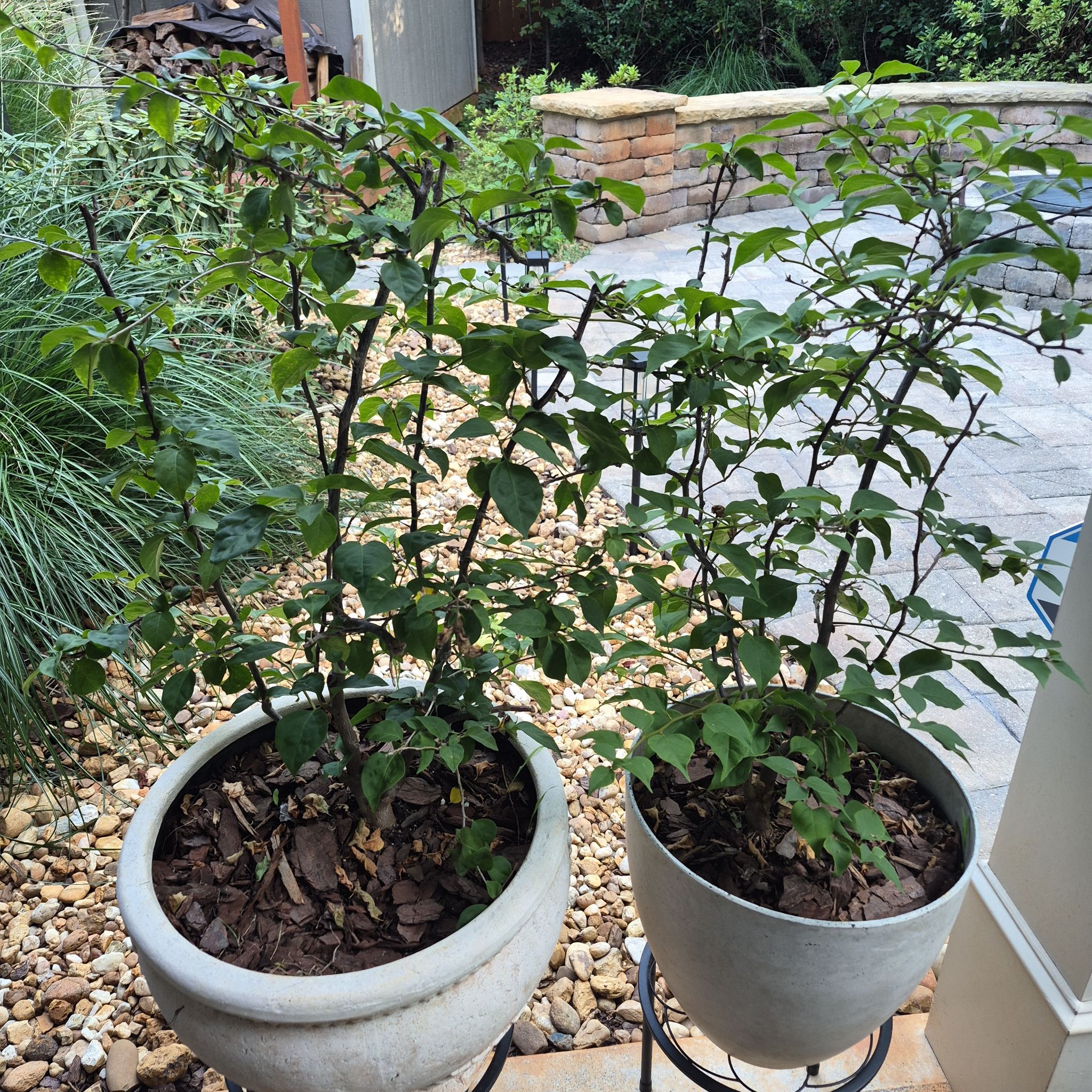 Photo of the plant species Barbara Karst Bougainvillea by @buckaroo named Bougainvillea on Greg, the plant care app