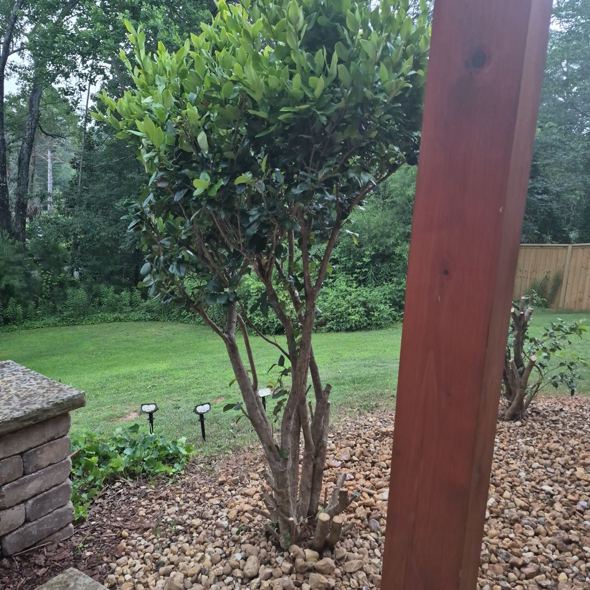 Photo of the plant species Waxleaf Privet by @buckaroo named Waxleaf on Greg, the plant care app