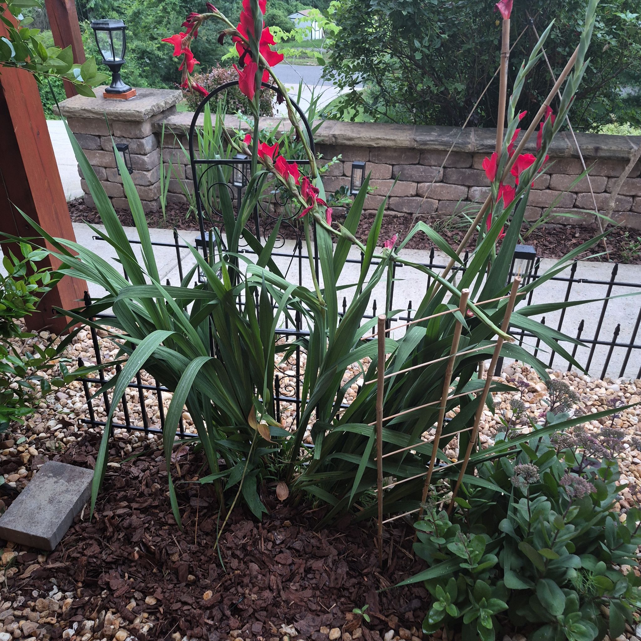Photo of the plant species Gladiolus by @buckaroo named Gladiolus on Greg, the plant care app
