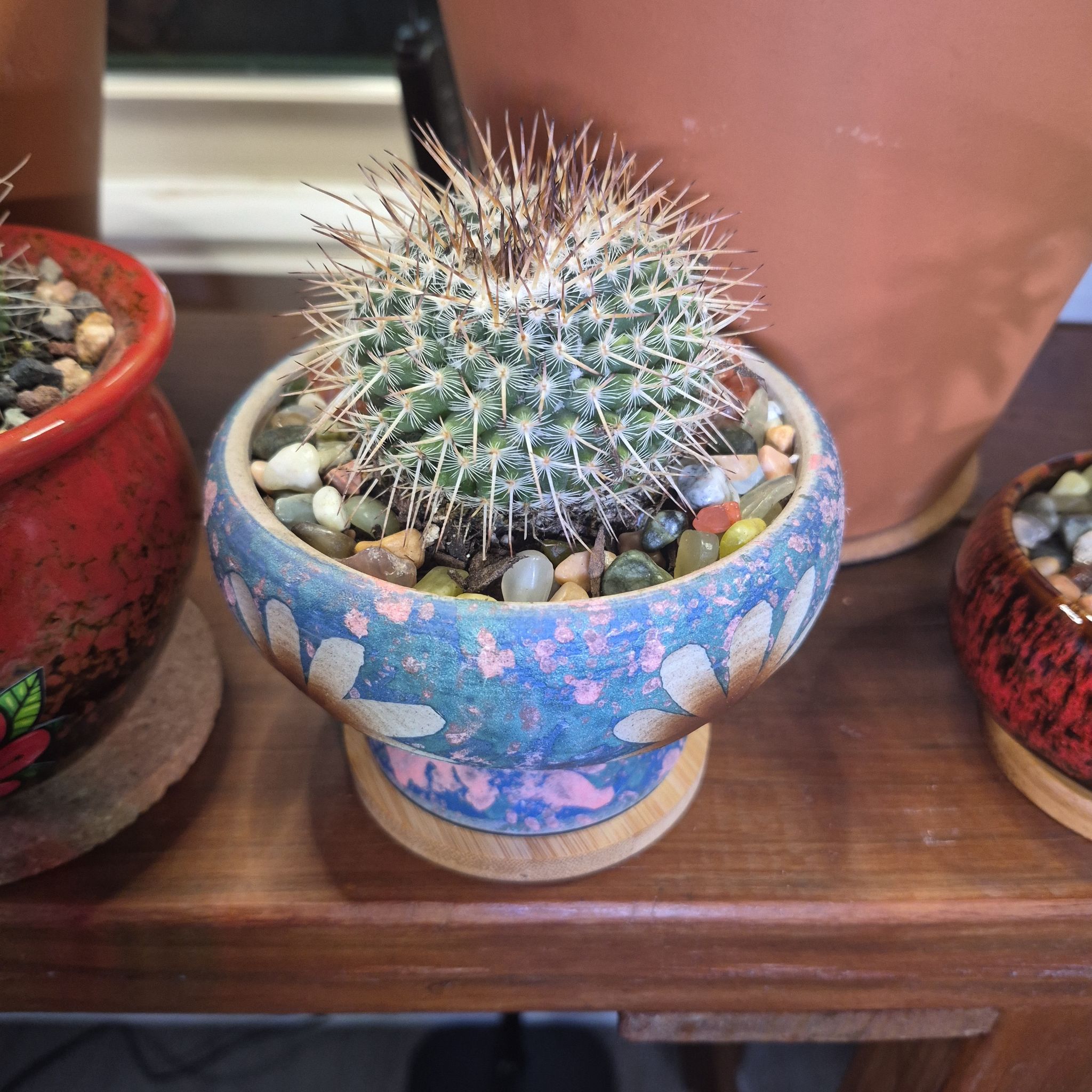 Photo of the plant species Notocactus elegans by @buckaroo named Cactus blue clay pot on Greg, the plant care app