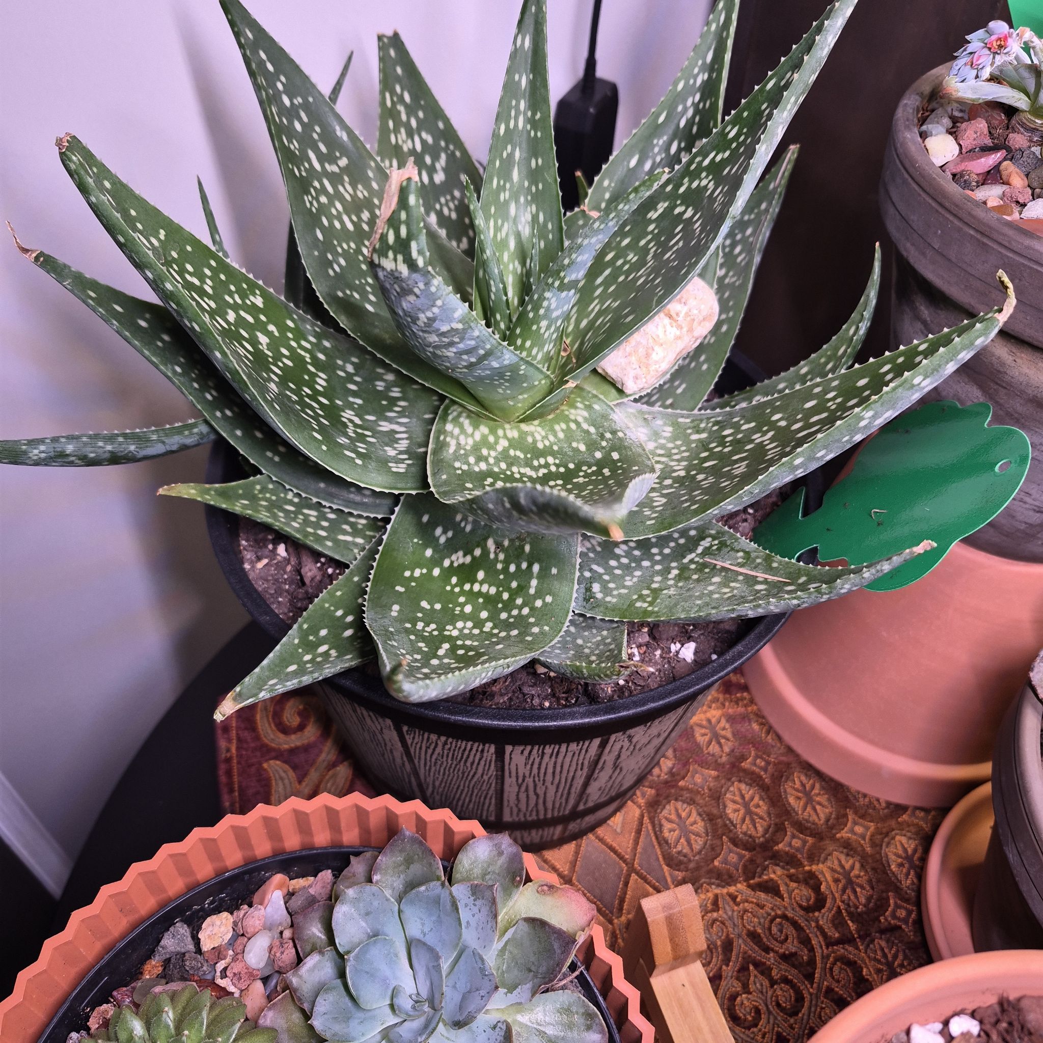 Photo of the plant species Aloe 'Rooikappie' by @buckaroo named Aloe on Greg, the plant care app