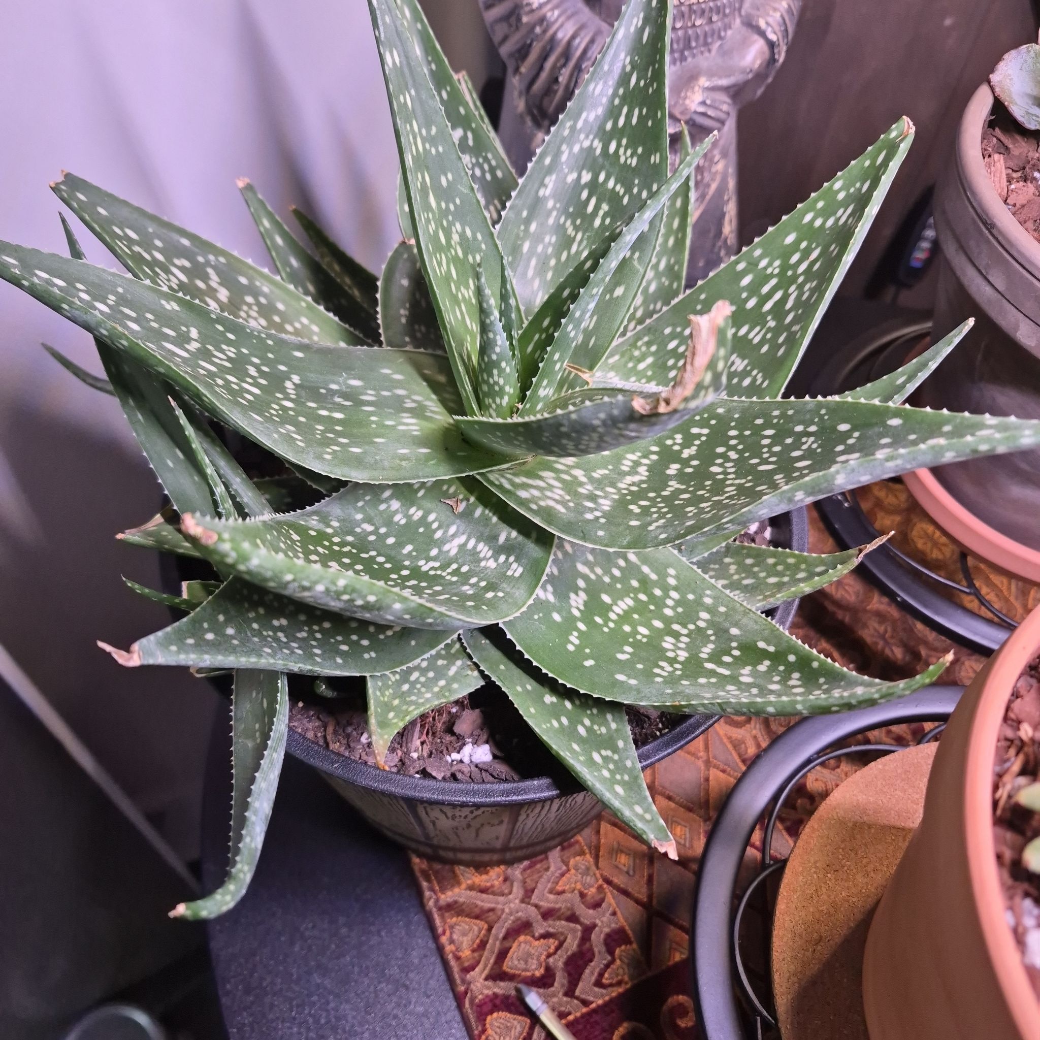 Photo of the plant species Aloe 'Rooikappie' by @buckaroo named Aloe on Greg, the plant care app