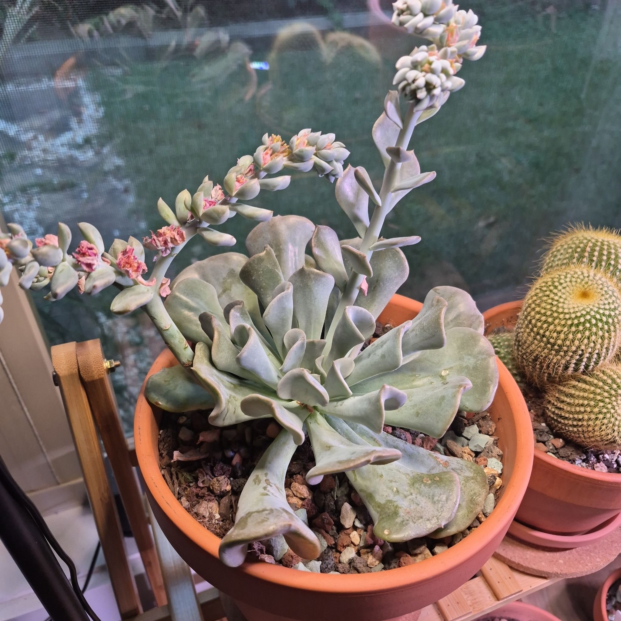 Photo of the plant species Echeveria 'Arabella' by @buckaroo named Echevaria Topsy Turvy on Greg, the plant care app