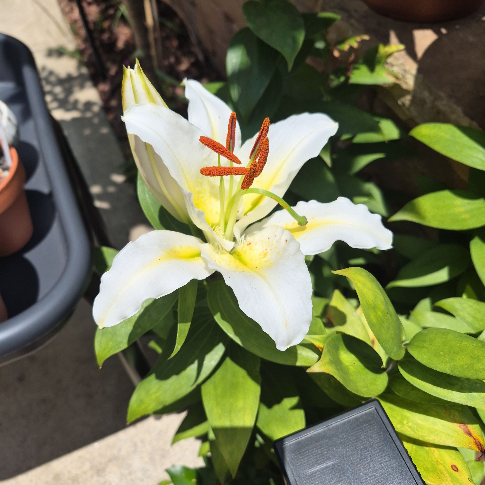 Photo of the plant species Lily 'Sunny Azores' by @buckaroo named Lily Sunny Azores on Greg, the plant care app
