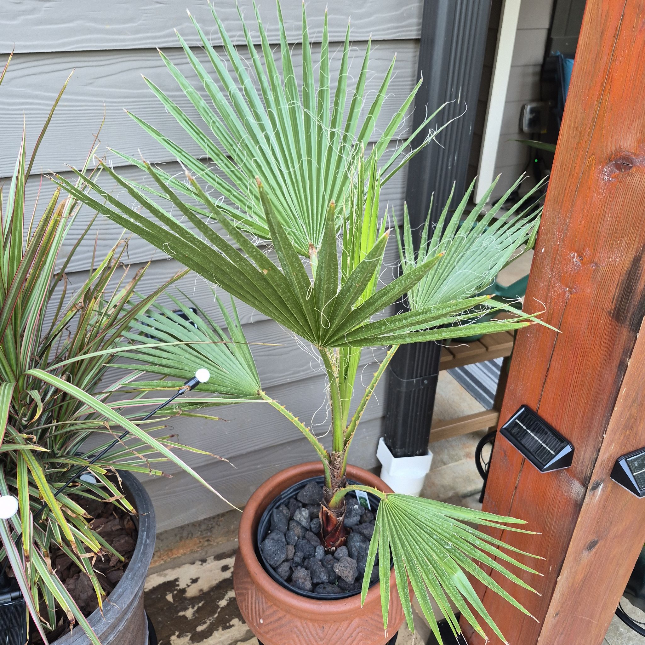 Photo of the plant species Mexican Fan Palm by @buckaroo named Fan Palm on Greg, the plant care app