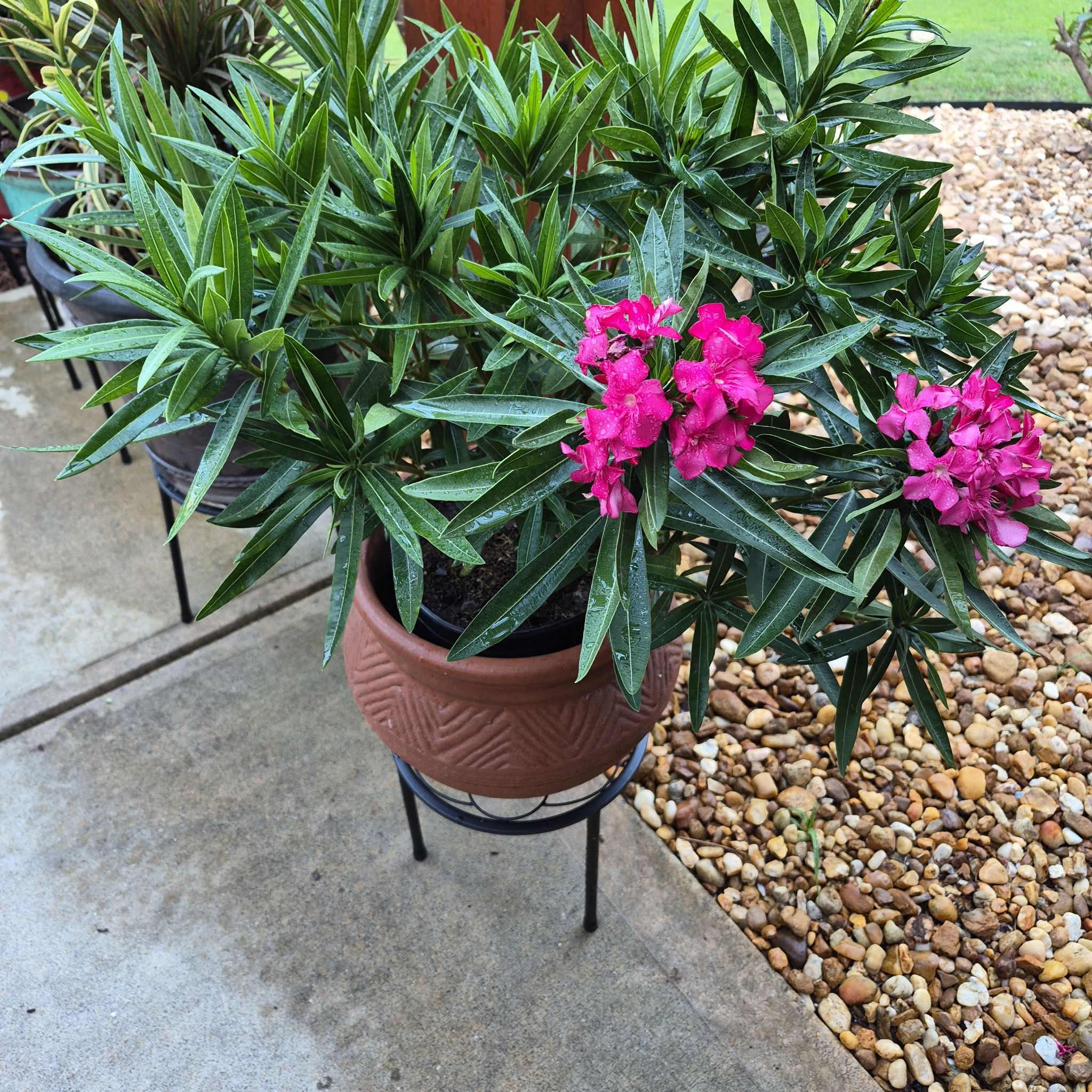 Photo of the plant species Oleander by @buckaroo named Oleander on Greg, the plant care app
