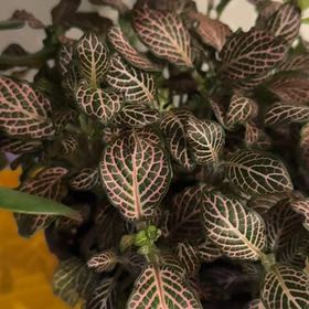 Photo of the plant species Pink Angel Nerve Plant by @ZestyOkra79 named Pinky on Greg, the plant care app