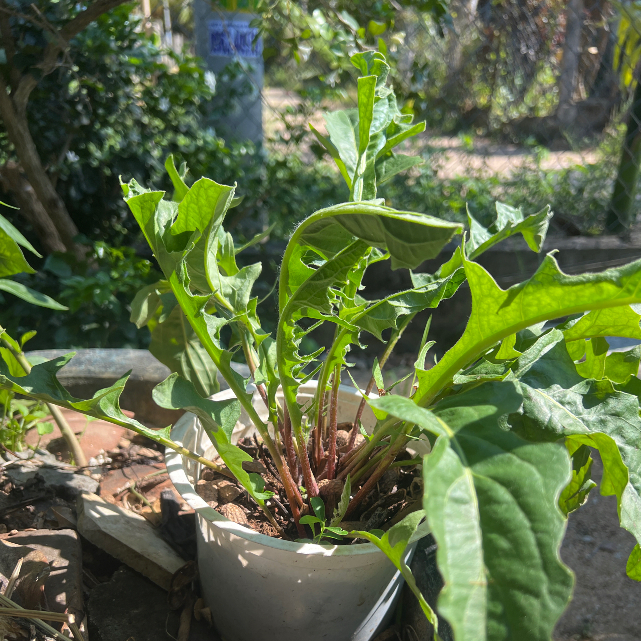 Photo of the plant species Arum Italicum by @RulerChickory25 named Kendall on Greg, the plant care app