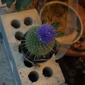 Photo of the plant species Common Teasel by @FineIcarus77 named Harmony on Greg, the plant care app