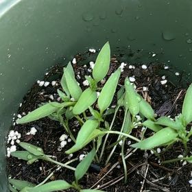 Photo of the plant species Bird's Eye Chili by @FineIcarus77 named Rosa on Greg, the plant care app