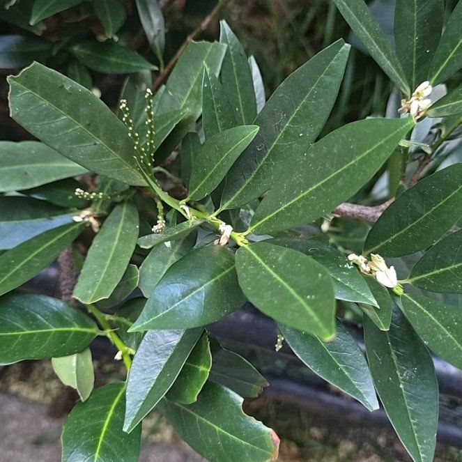 Photo of the plant species Sweet Bay by @LeadGarlic42 named Curie on Greg, the plant care app