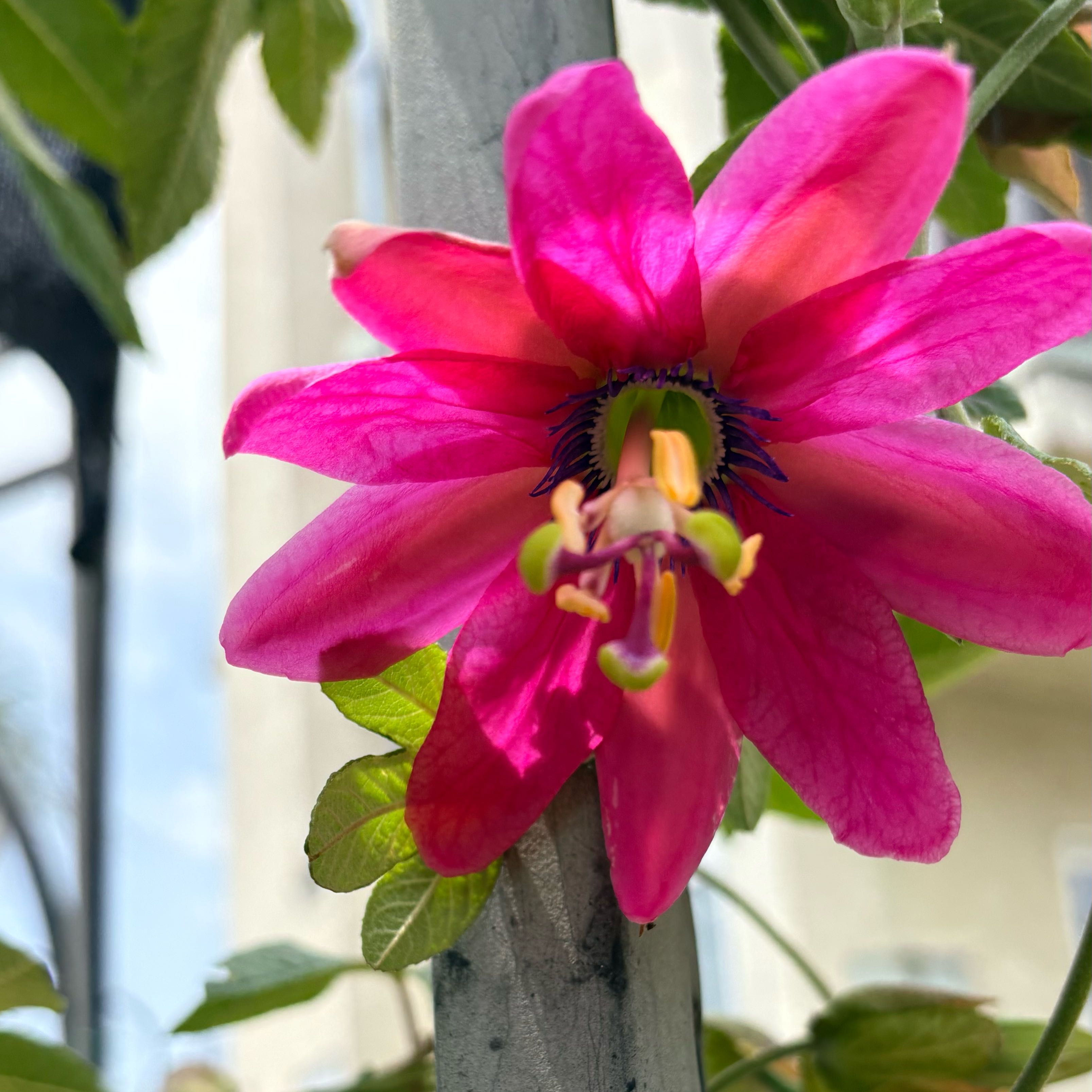 Photo of the plant species Banana Passionflower by @SincereAgave49 named Donna Bringham on Greg, the plant care app