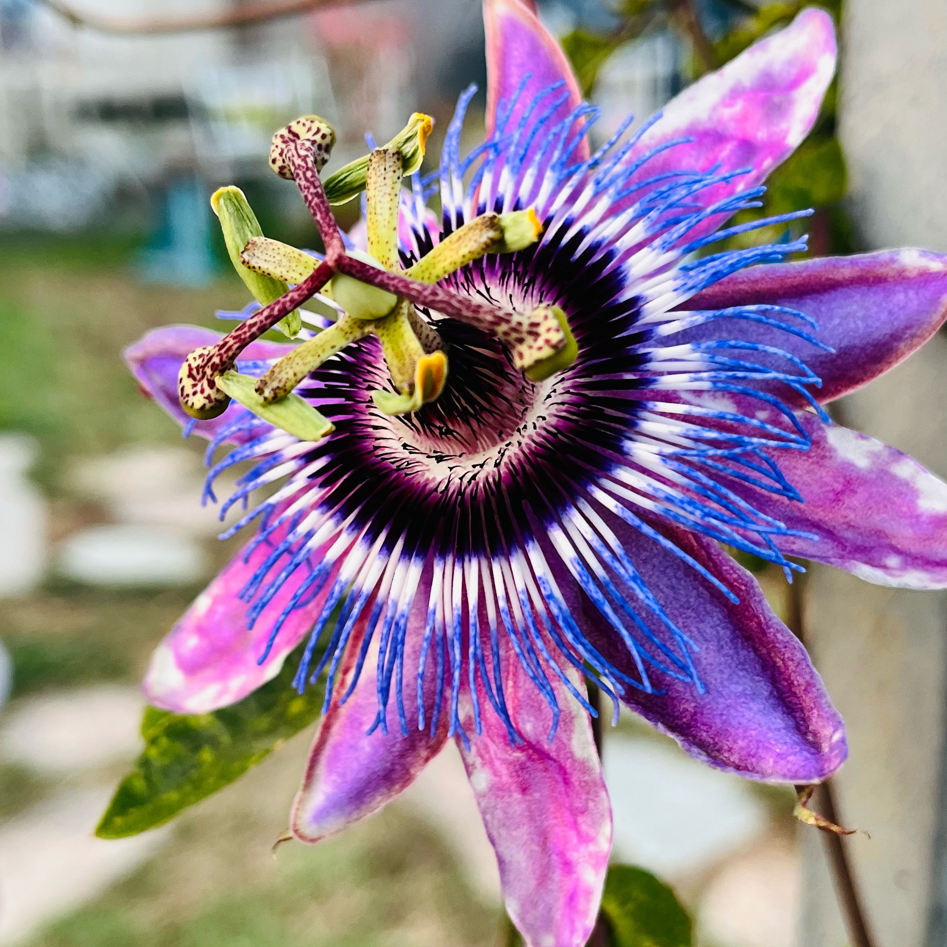 Photo of the plant species Passion Flower Vine by @SincereAgave49 named Betty Myles Young on Greg, the plant care app
