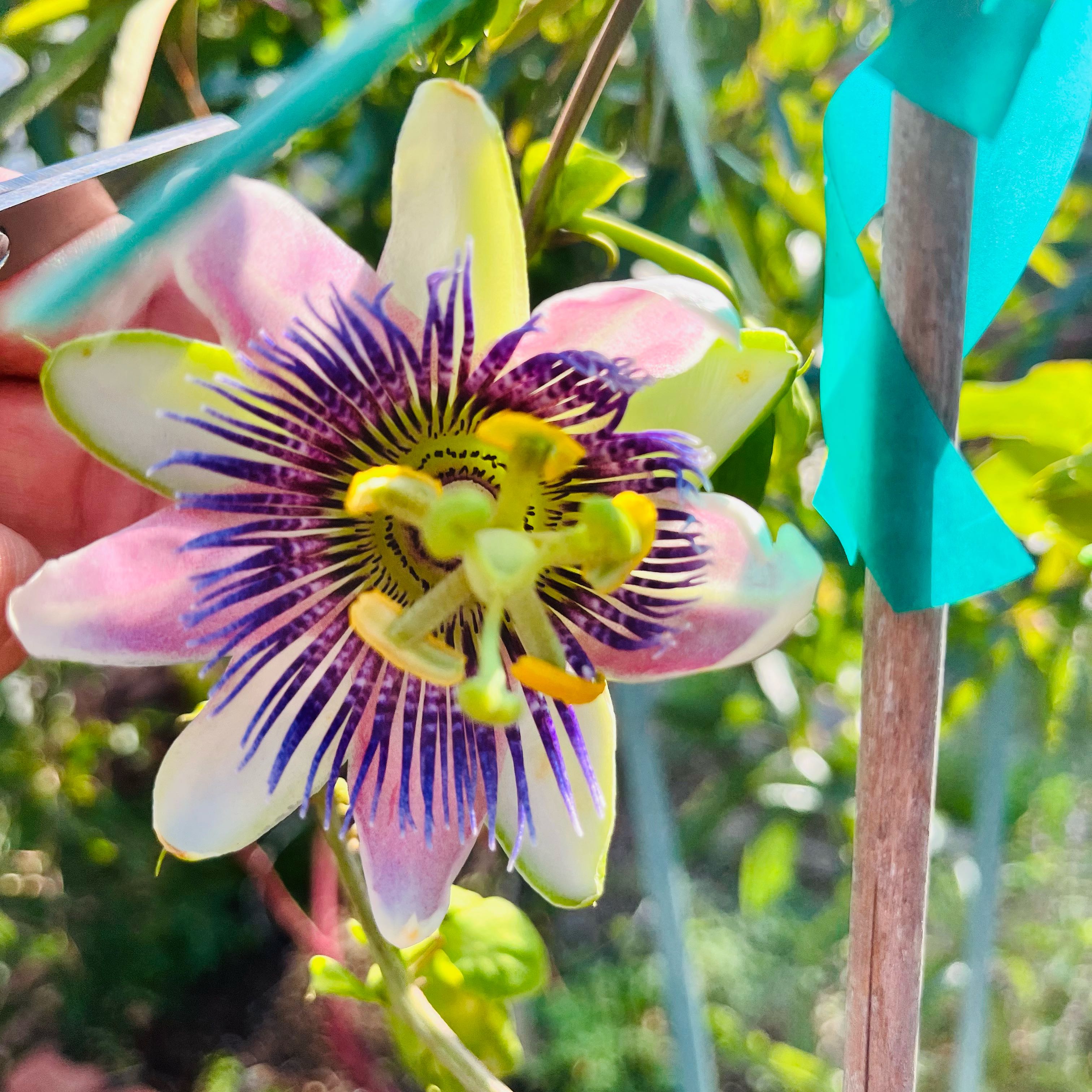 Photo of the plant species Bluecrown Passionflower by @SincereAgave49 named Sigmund on Greg, the plant care app