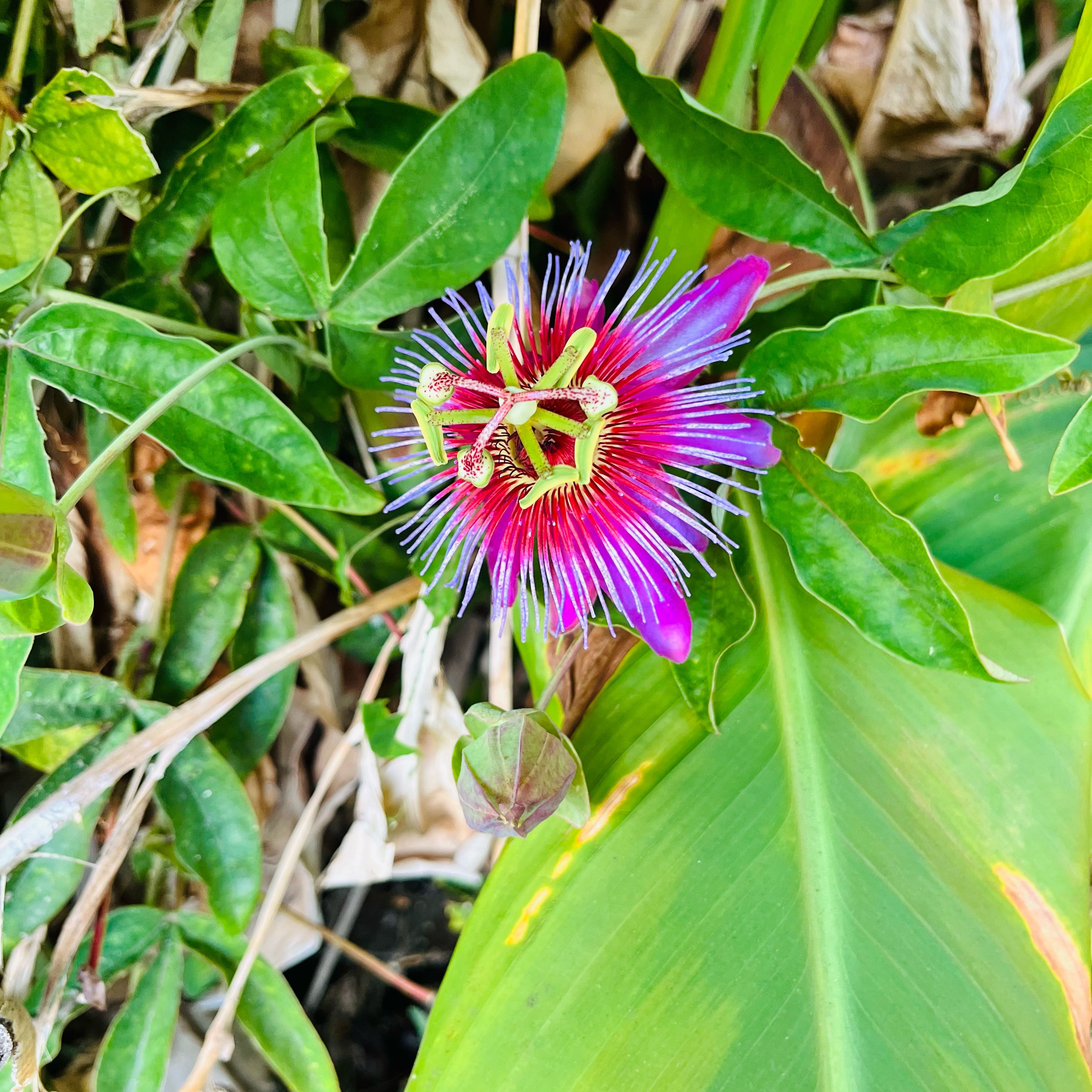 Photo of the plant species Passion Flower Vine by @SincereAgave49 named Nemo on Greg, the plant care app