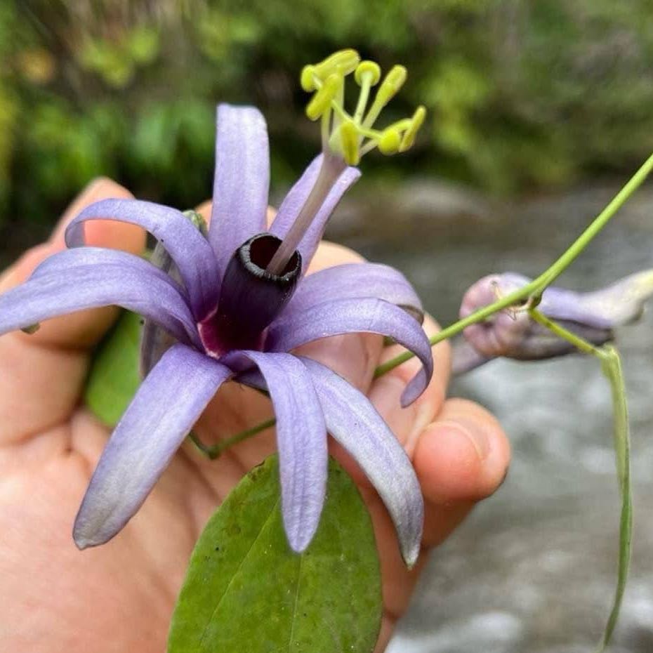 Photo of the plant species Puerto Rico Passionflower by @SincereAgave49 named Bigleef Smalls on Greg, the plant care app