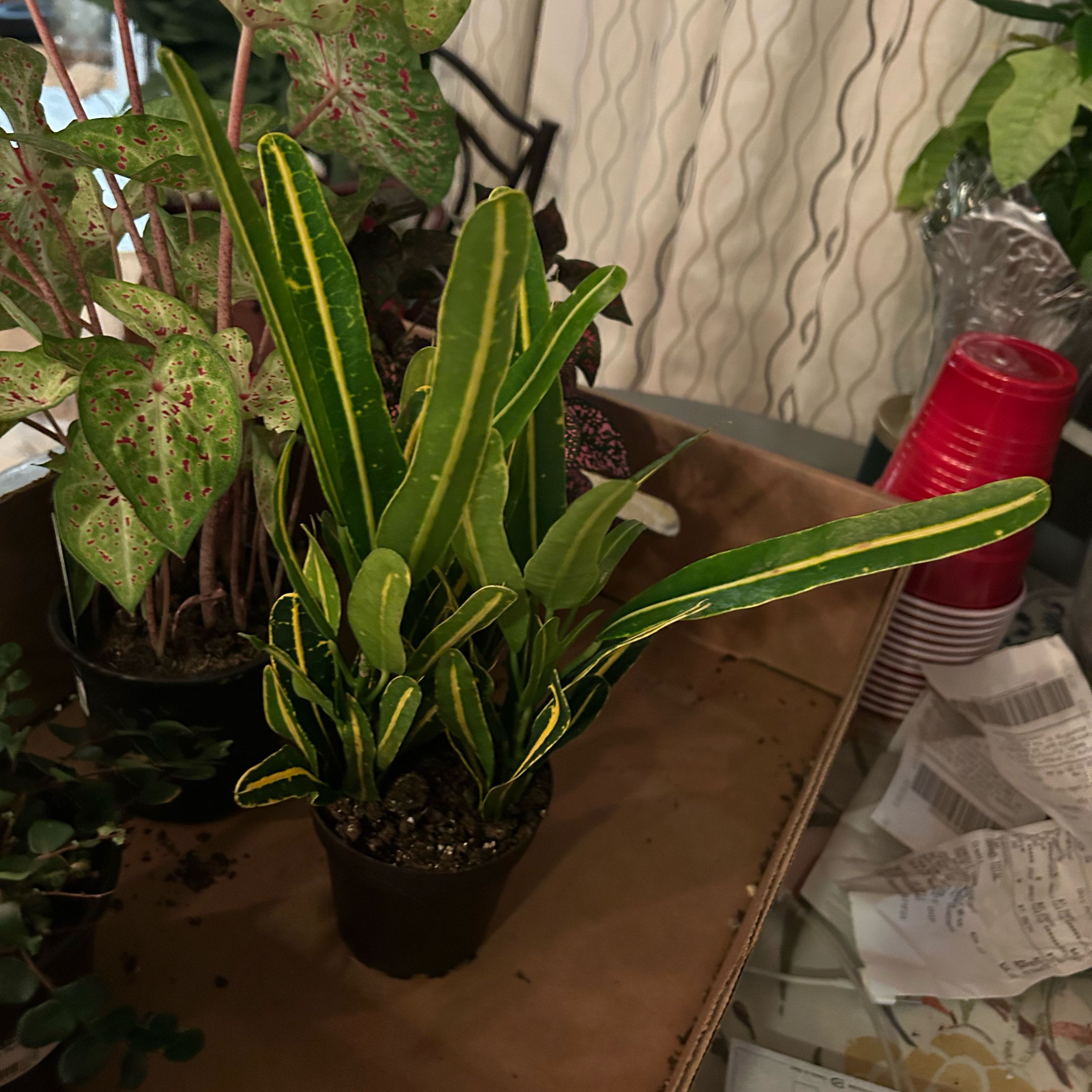Photo of the plant species Banana Croton by @GoodyAposeris56 named Codiaeum variegatum 'Banana' on Greg, the plant care app