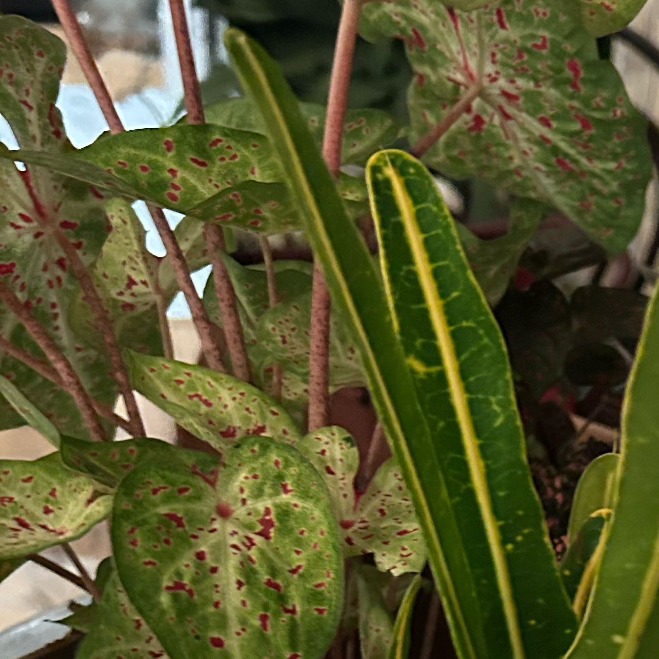 Photo of the plant species 'Miss Muffet' Angel Wings by @GoodyAposeris56 named Caladium bicolor 'Miss Muffet’ on Greg, the plant care app