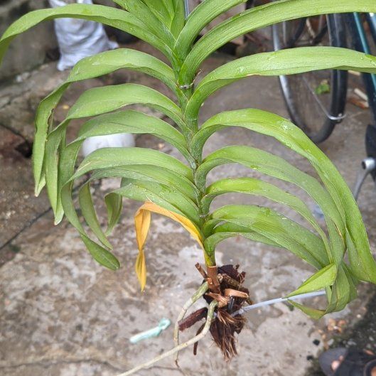 Photo of the plant species Shining Spleenwort by @BentonJubaea89 named Hamilton on Greg, the plant care app