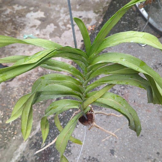 Photo of the plant species Seaside Goldenrod by @BentonJubaea89 named Zeus on Greg, the plant care app